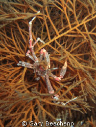 Crab by Gary Beecheno 